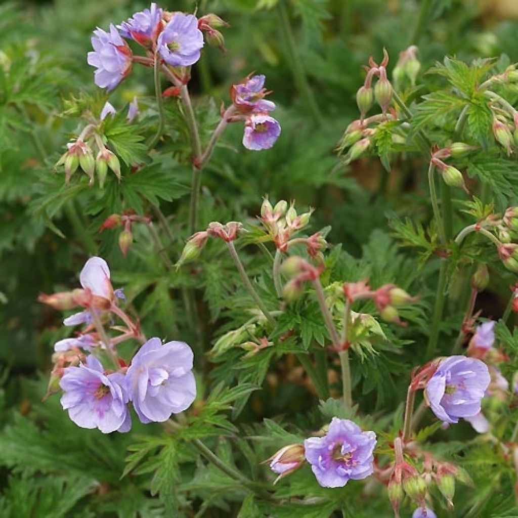 Geranium pratense Else Lacey - Beemdooievaarsbek