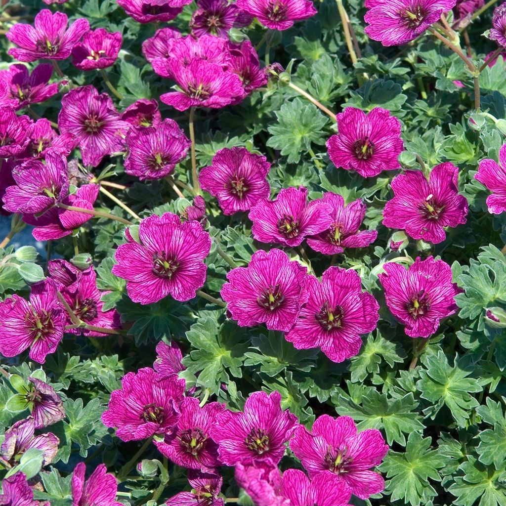Geranium cinereum Purple Pillow - Ooievaarsbek