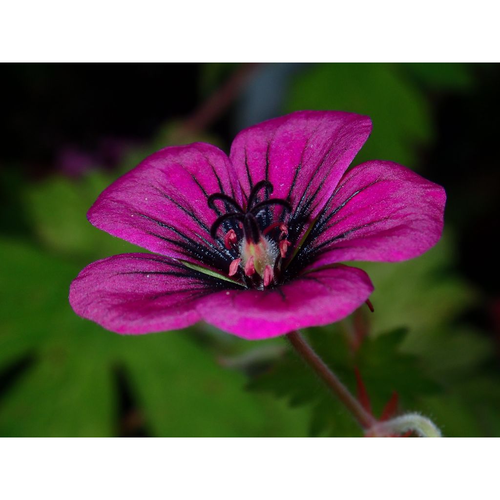 Geranium Ann Folkard - Ooievaarsbek