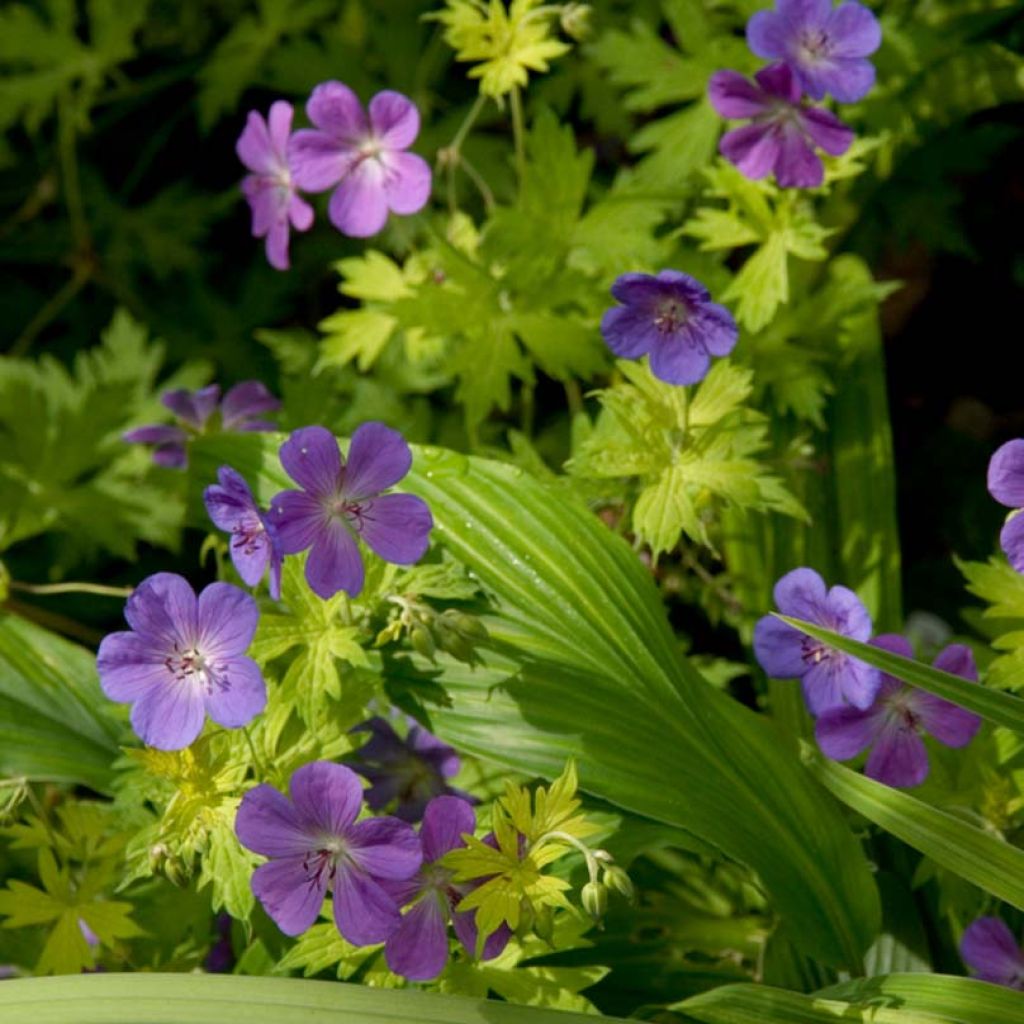 Geranium Blue Sunrise - Ooievaarsbek