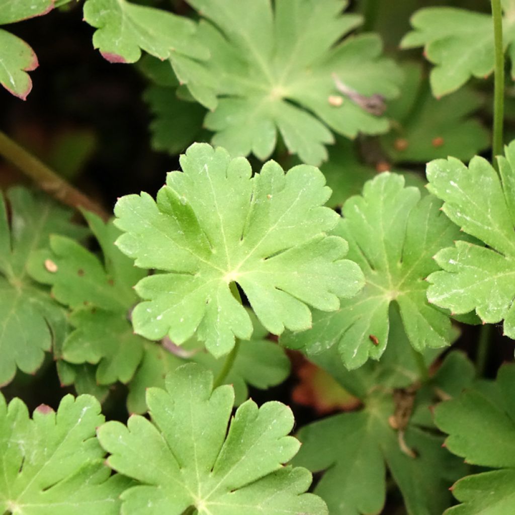 Geranium cantabrigiense Cambridge - Ooievaarsbek