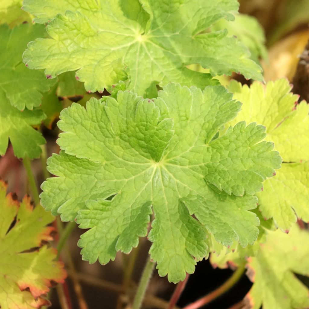 Geranium magnificum Blue Blood - Ooievaarsbek