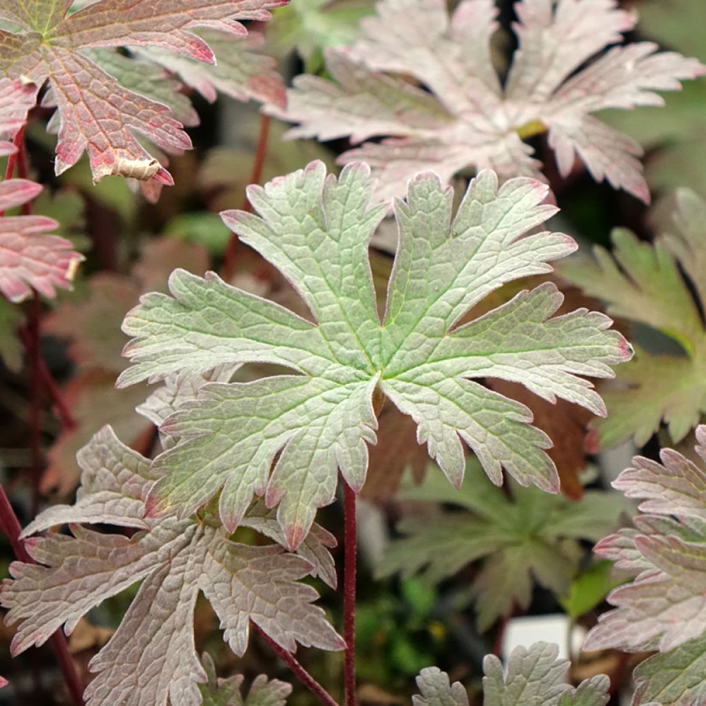 Geranium pratense Dark Eyes - Beemdooievaarsbek