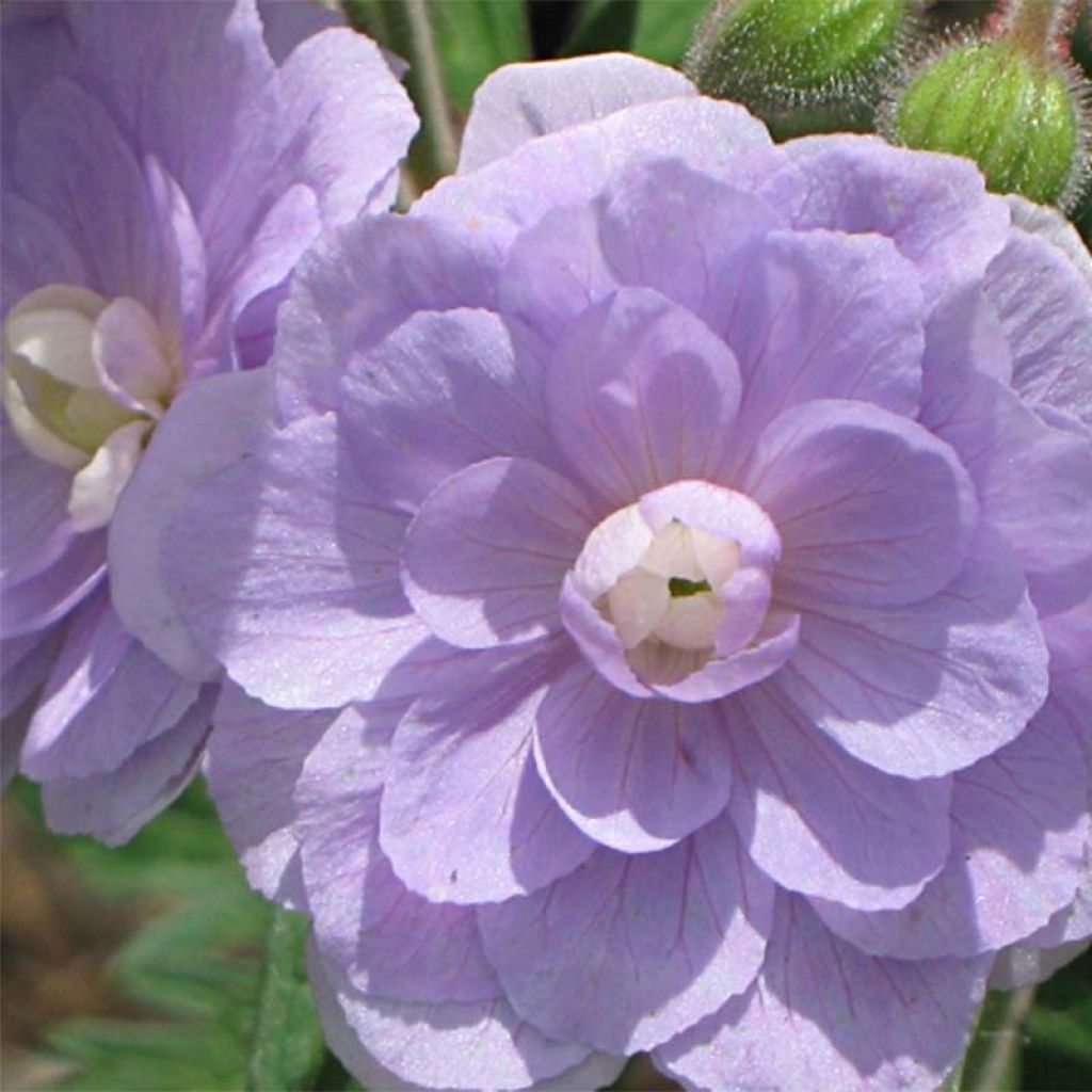 Geranium pratense Summer Skies - Beemdooievaarsbek