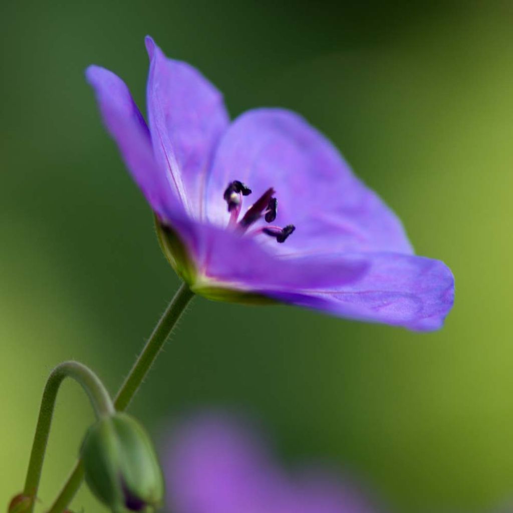 Geranium Rozanne - Ooievaarsbek