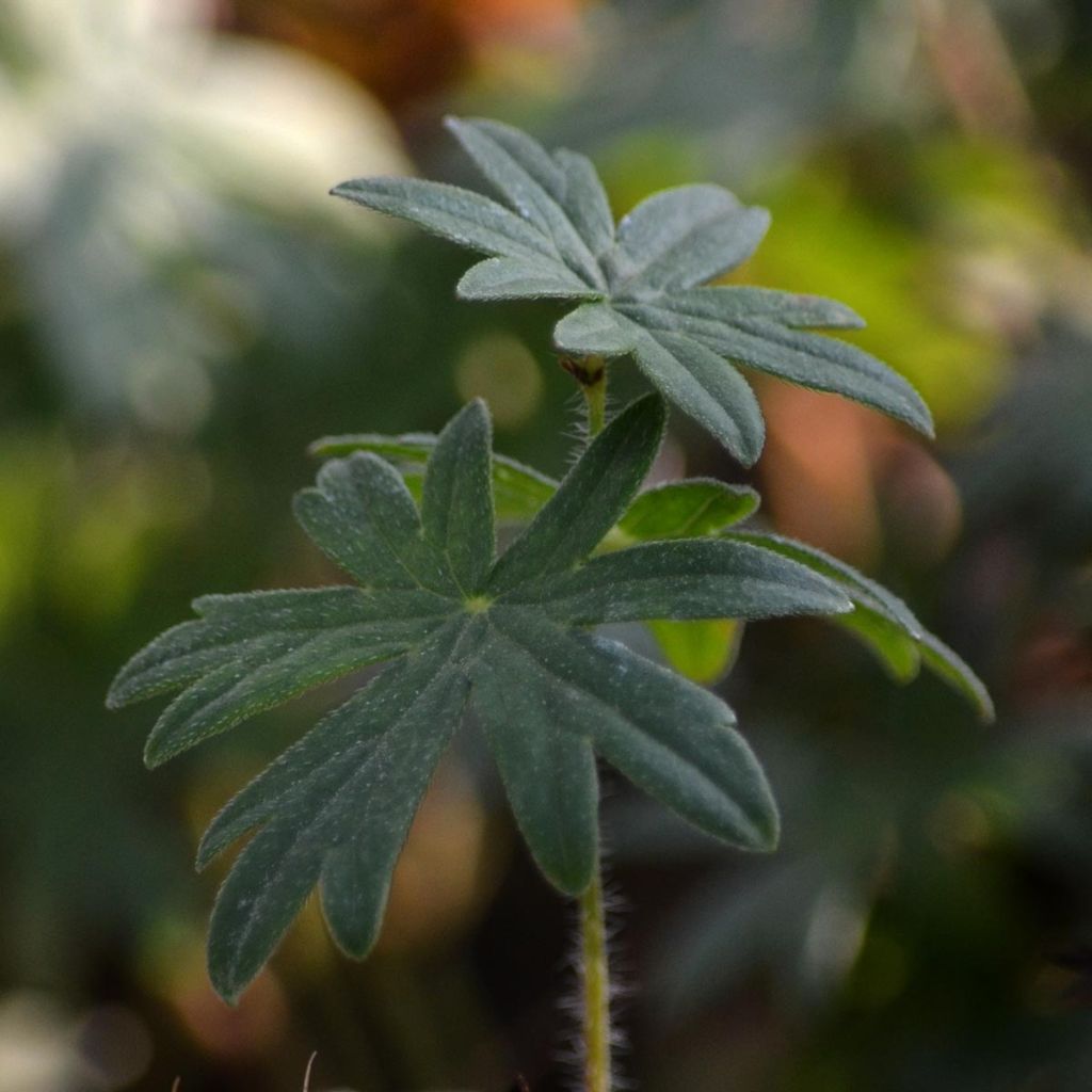 Geranium sanguineum - Bloedooievaarsbek