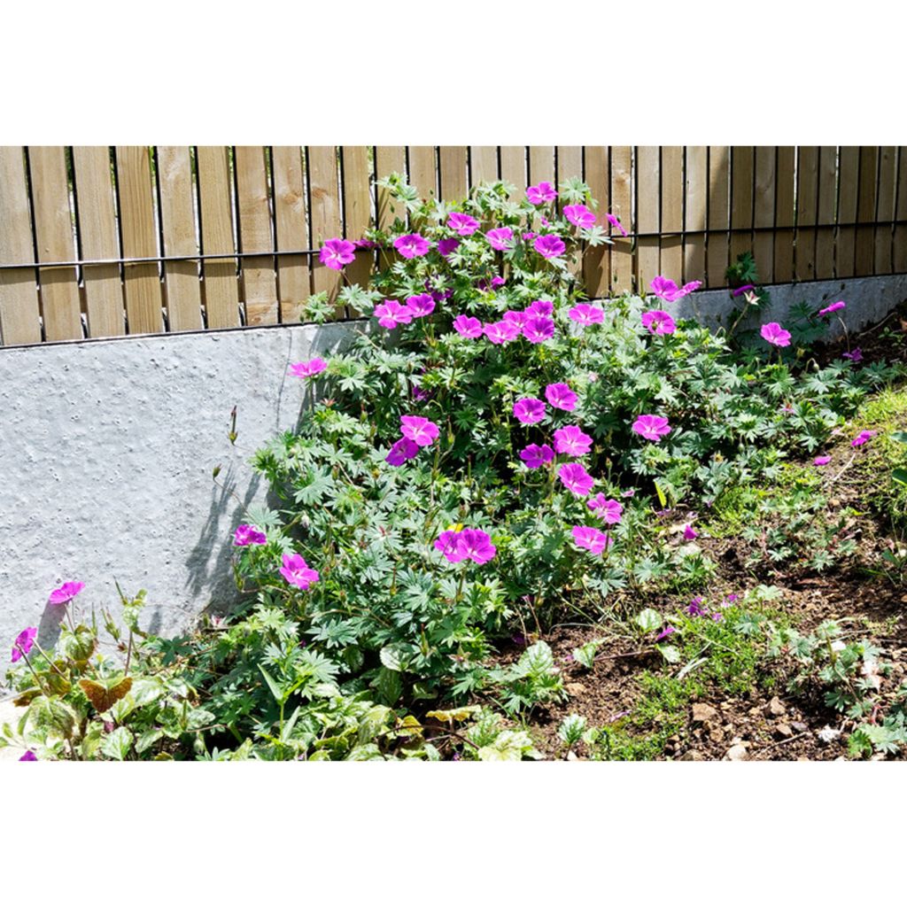 Geranium sanguineum Hannelore - Bloedooievaarsbek