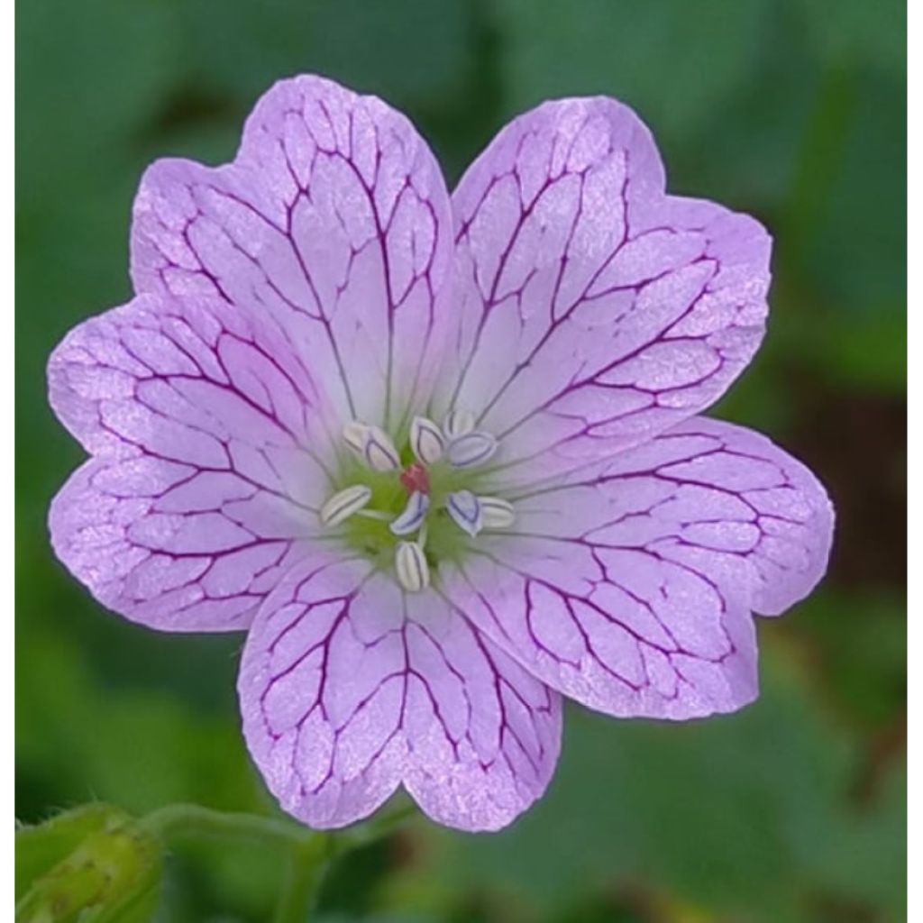 Geranium versicolor - Ooievaarsbek