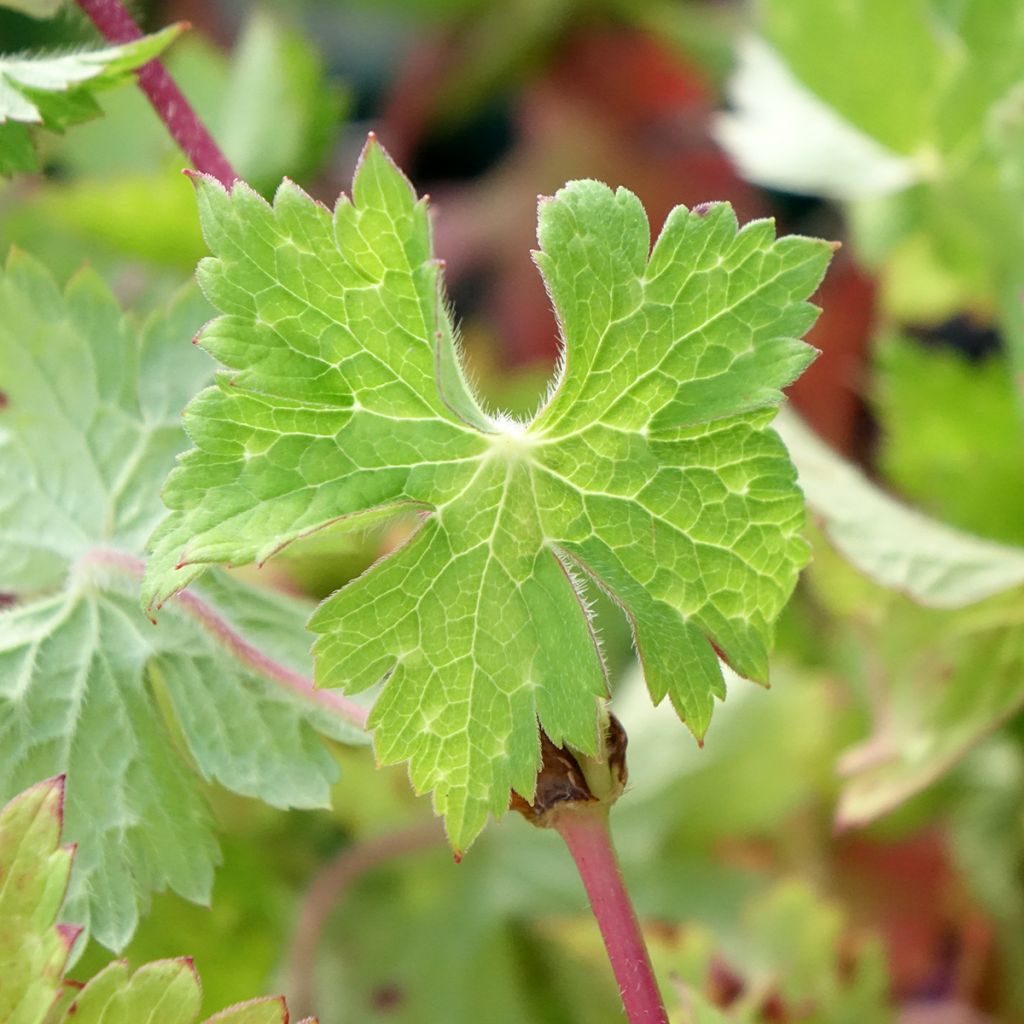 Geranium wallichianum Censation Daily Blue - Ooievaarsbek