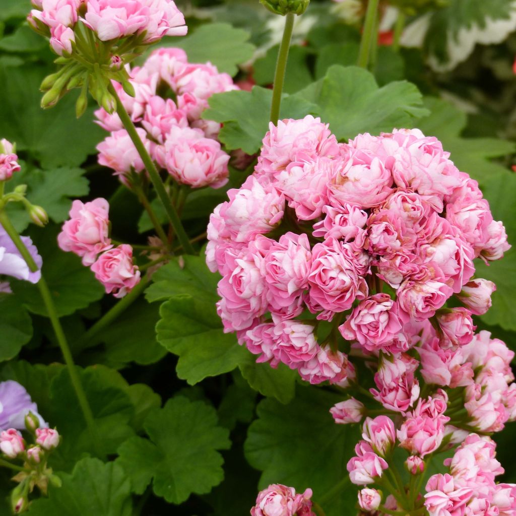 Pelargonium Bouton de rose Appleblossom - Zonale geranium