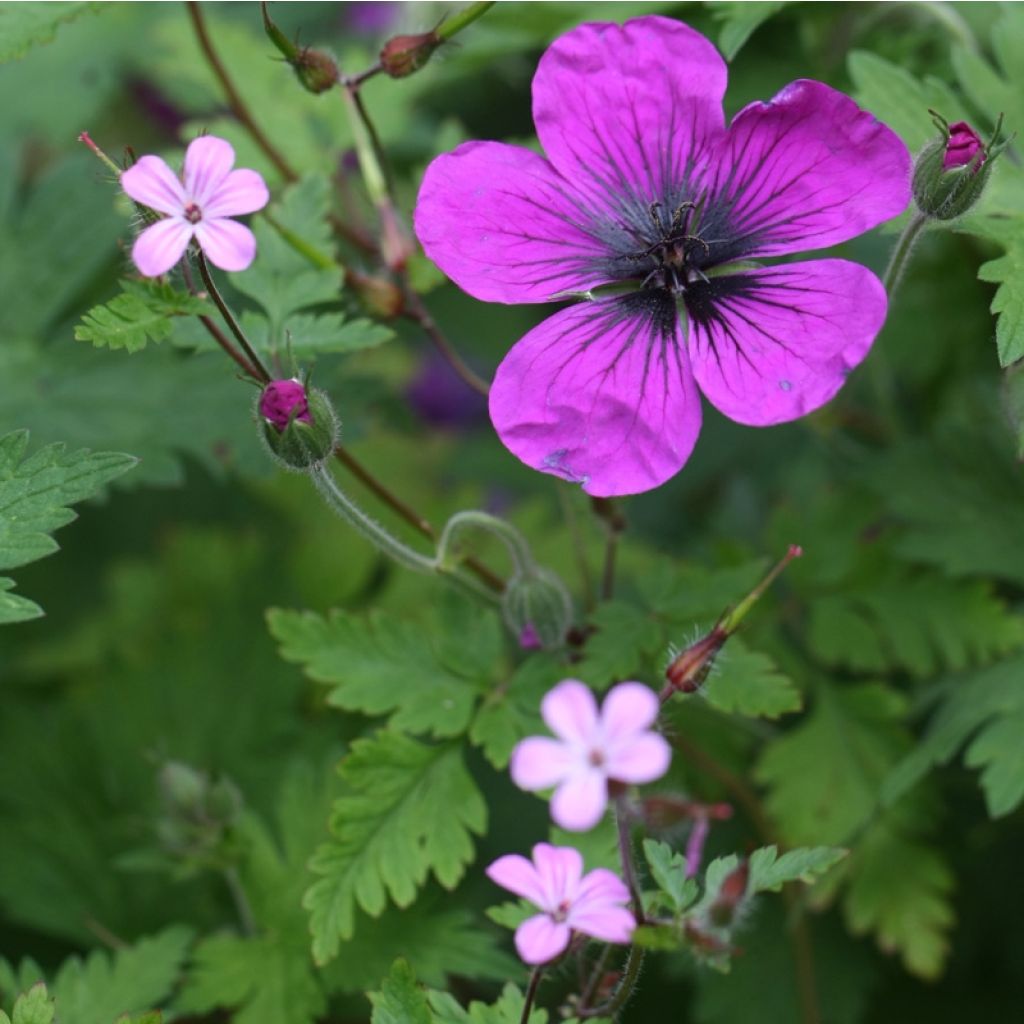 Géranium vivace Dragon Heart