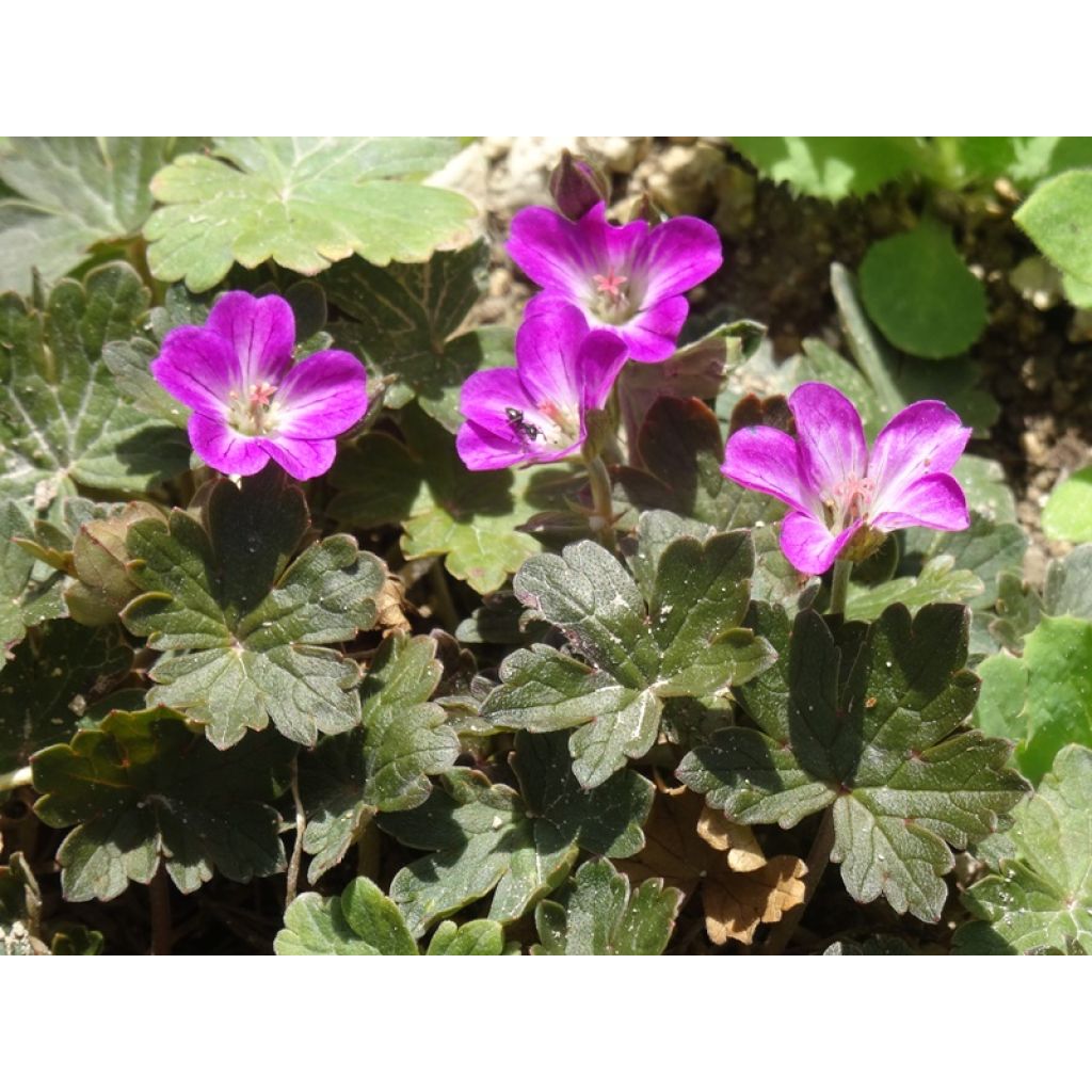 Geranium oxonianum Orkney Cherry - Ooievaarsbek