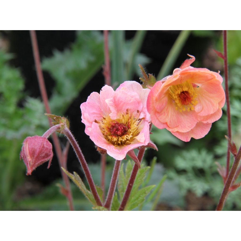 Geum Cosmopolitan - Nagelkruid