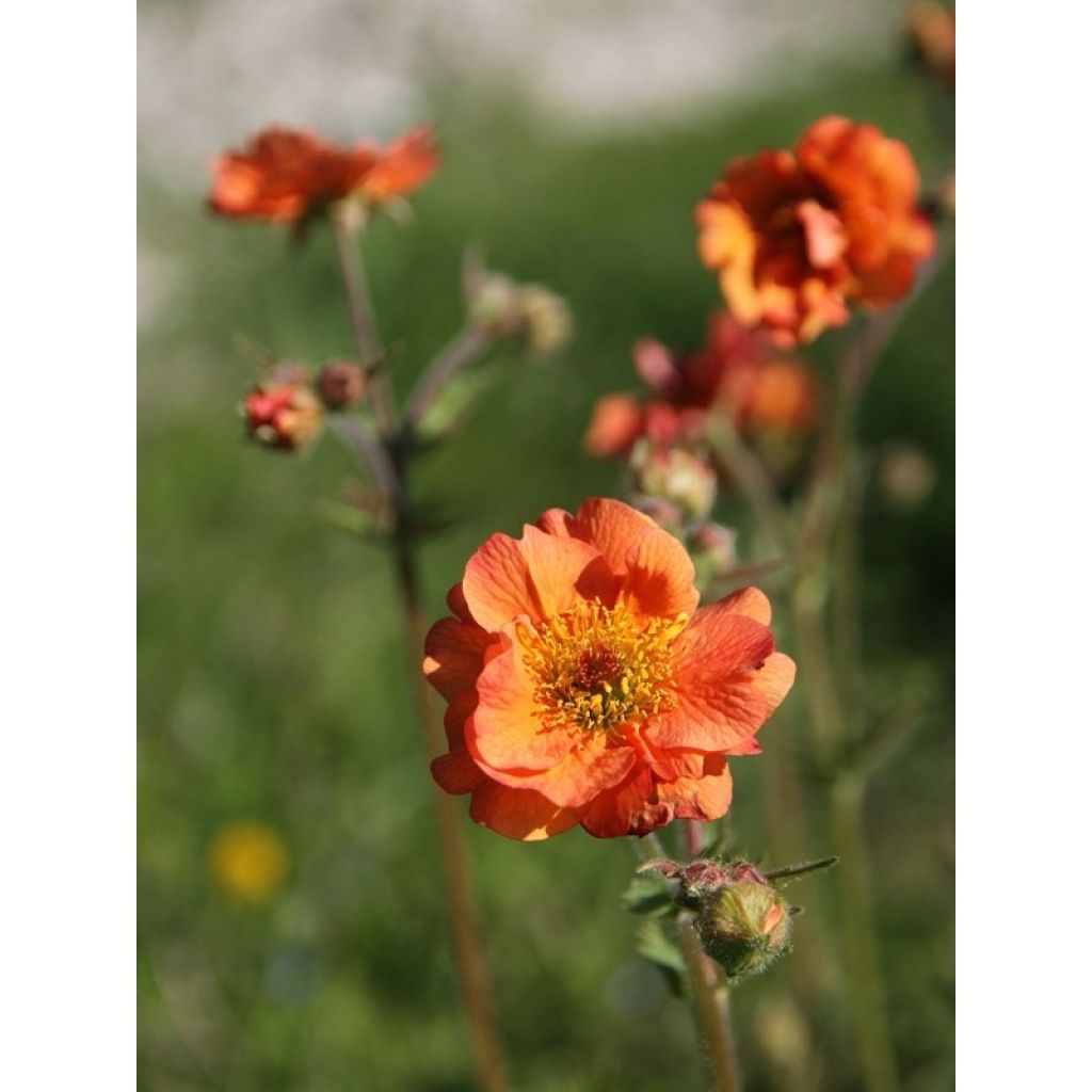 Geum Totally Tangerine - Nagelkruid