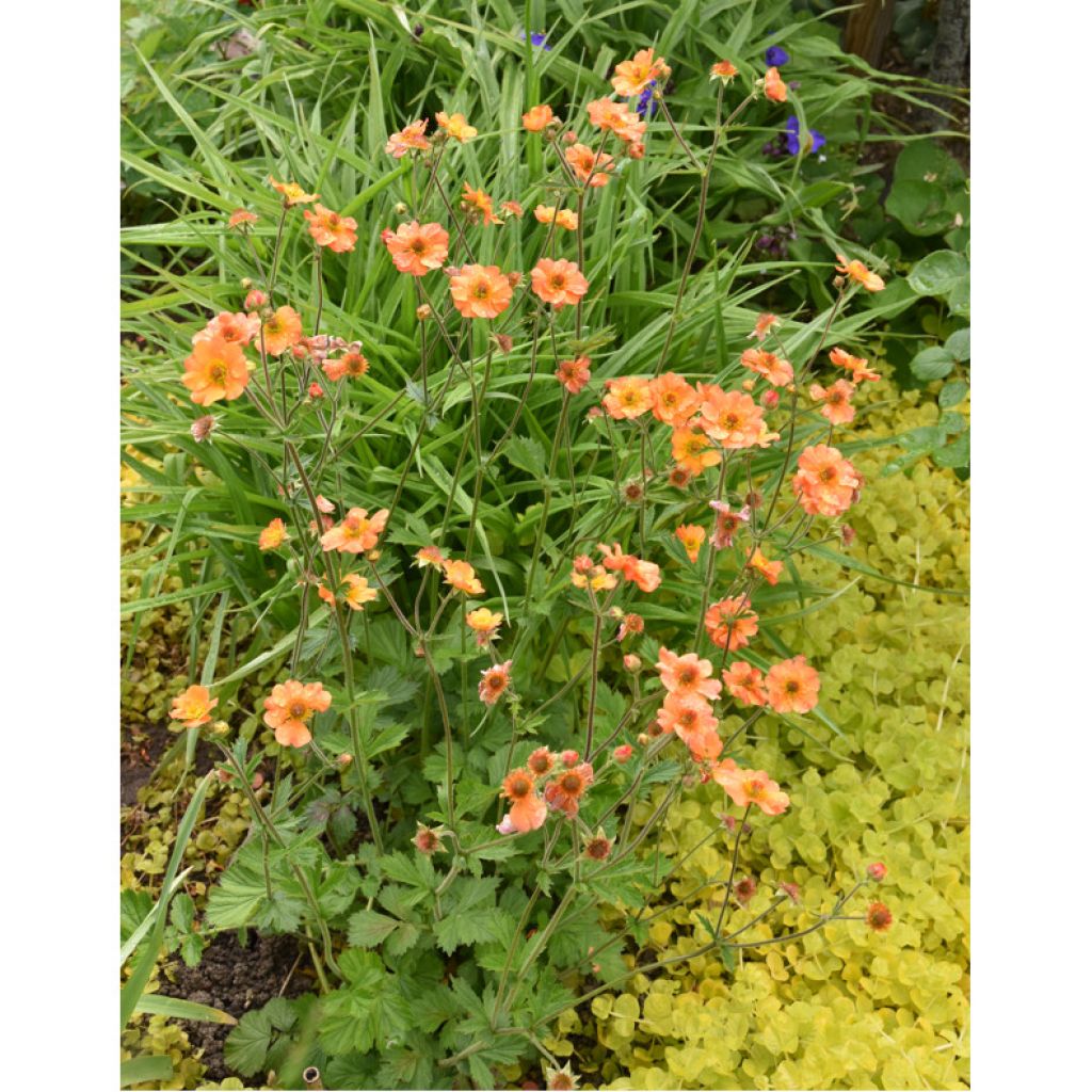 Geum Totally Tangerine - Nagelkruid