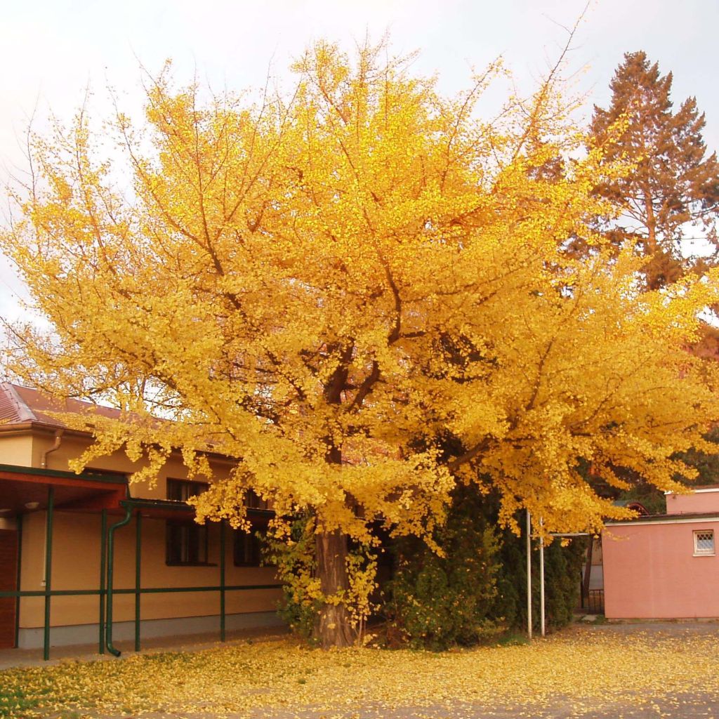 Ginkgo biloba - Japanse notenboom
