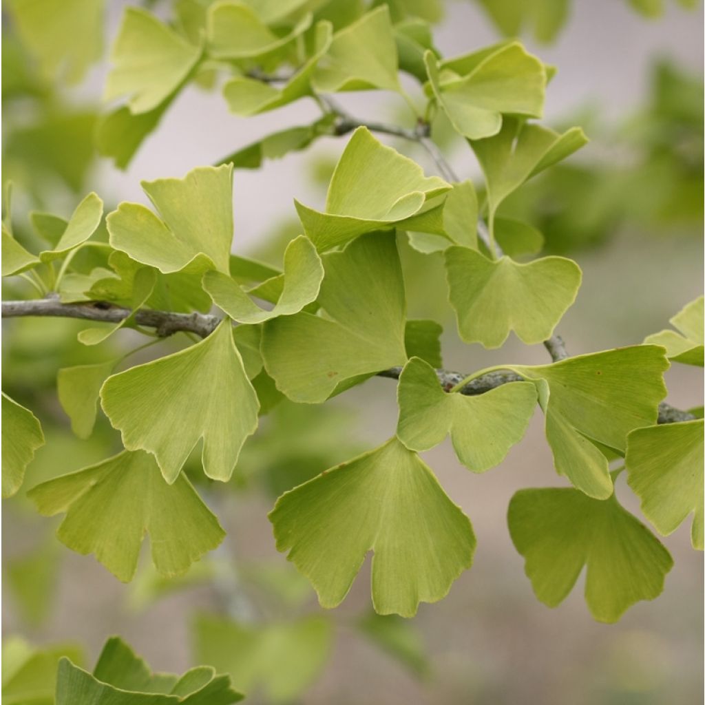Ginkgo biloba - Japanse notenboom