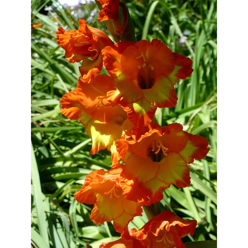 Gladiool Princess Margaret Rose - Grootbloemige gladiool