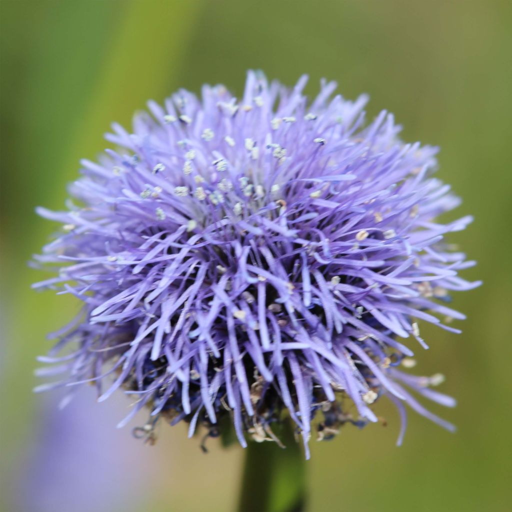 Globularia punctata - Kogelbloem