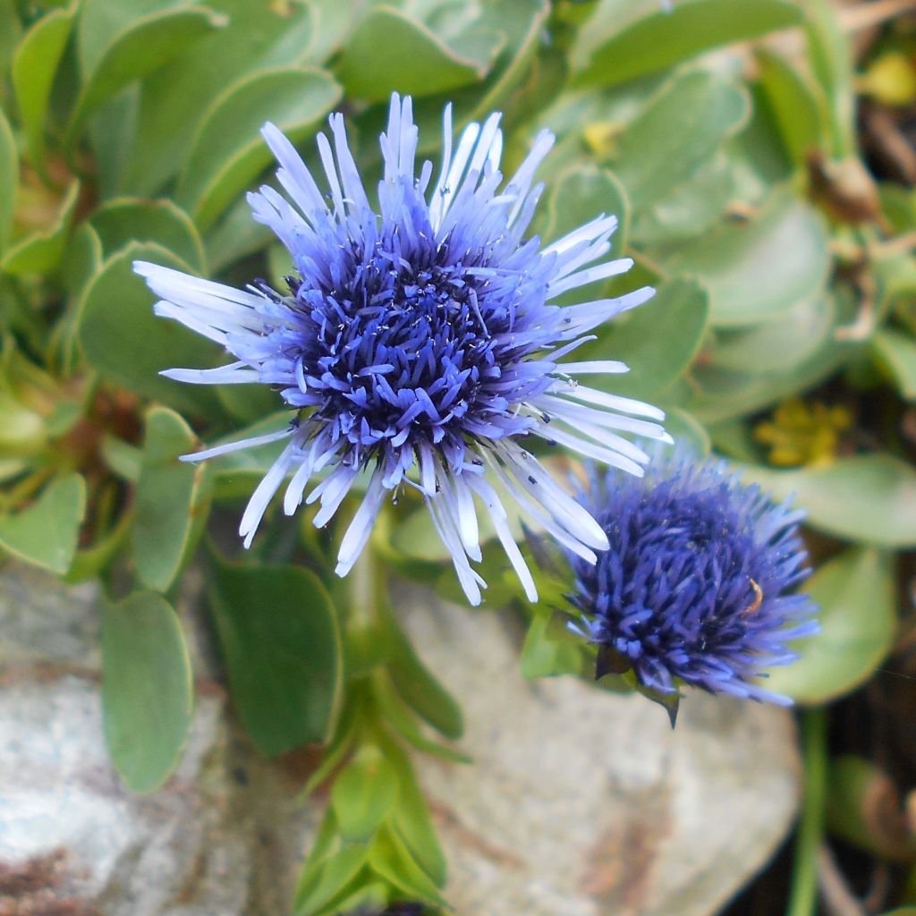 Globularia trichosantha - Kogelbloem