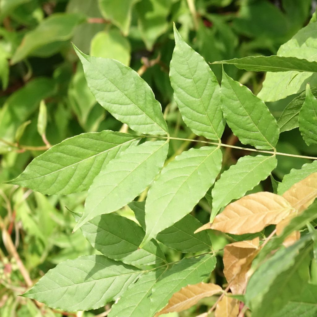 Wisteria sinensis Flore Pleno - Blauweregen