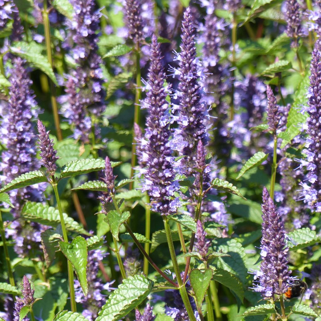 Agastache Astello Indigo (zaad) - Dropplant