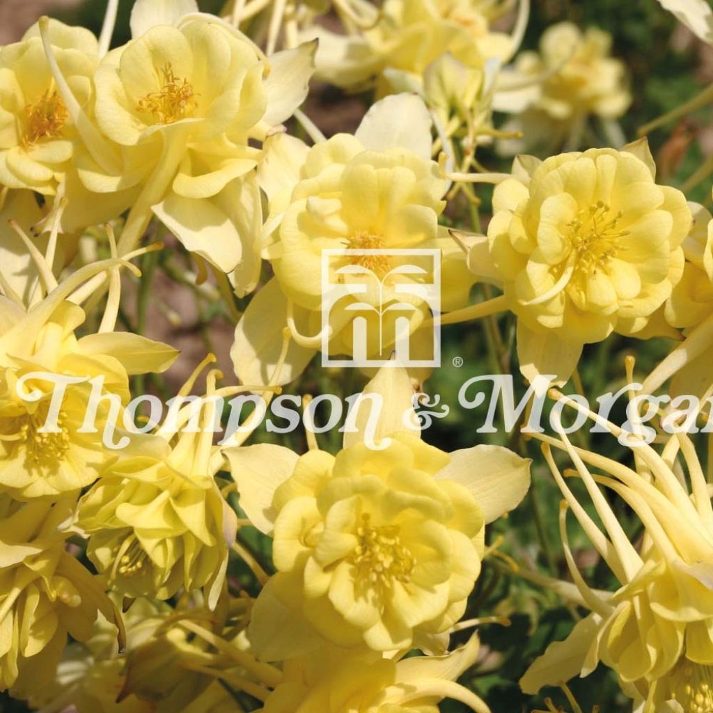 Akelei Sunshine (zaad) - Aquilegia caerulea