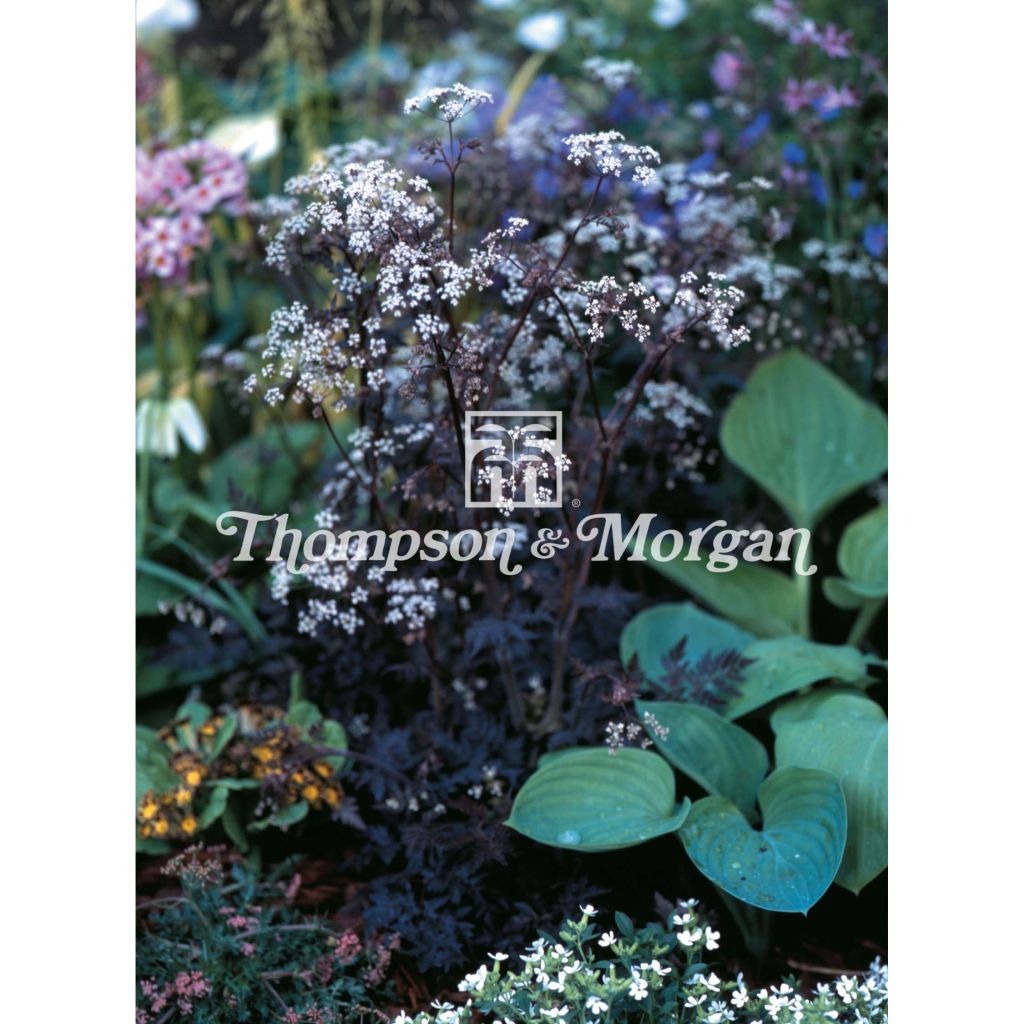 Anthriscus sylvestris Ravenswing (zaad) - Wilde kervel