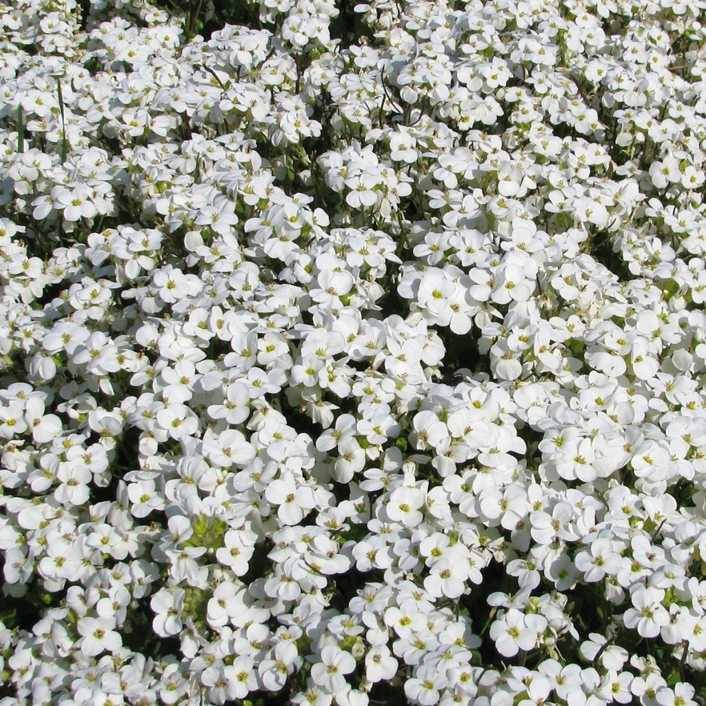 Arabis caucasica Snowball (zaad) - Randjesbloem
