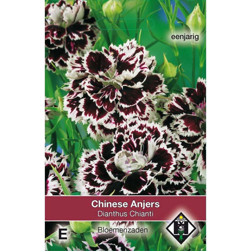 Chinese anjer Chianti (zaad) - Dianthus chinensis