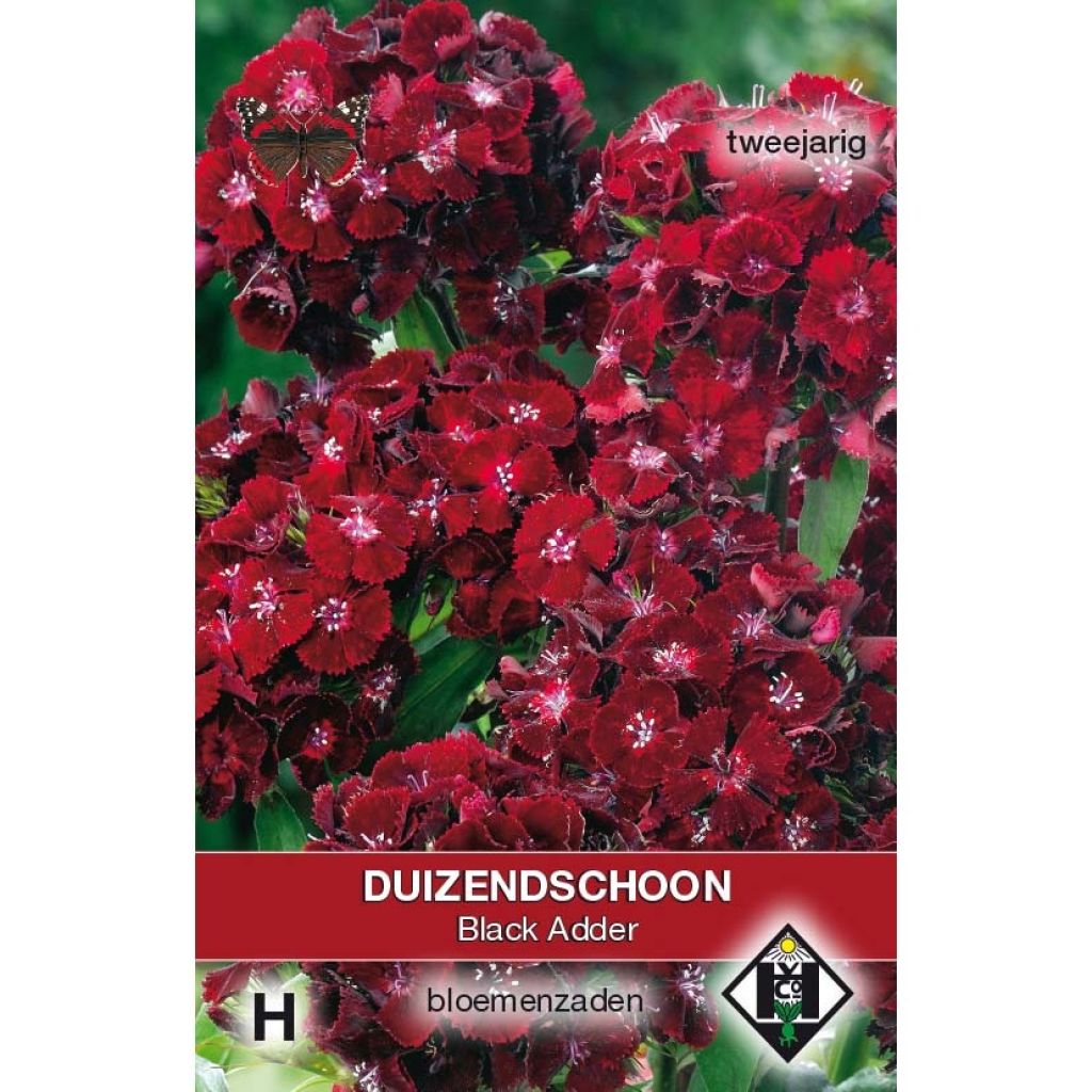 Duizendschoon Black Adder (zaad) - Dianthus barbatus nigrescens
