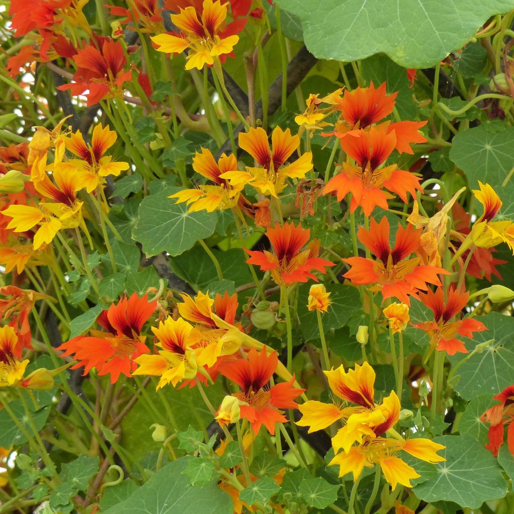 Oost-Indische kers Phoenix Arizona Mix (zaad) - Tropaeolum minus