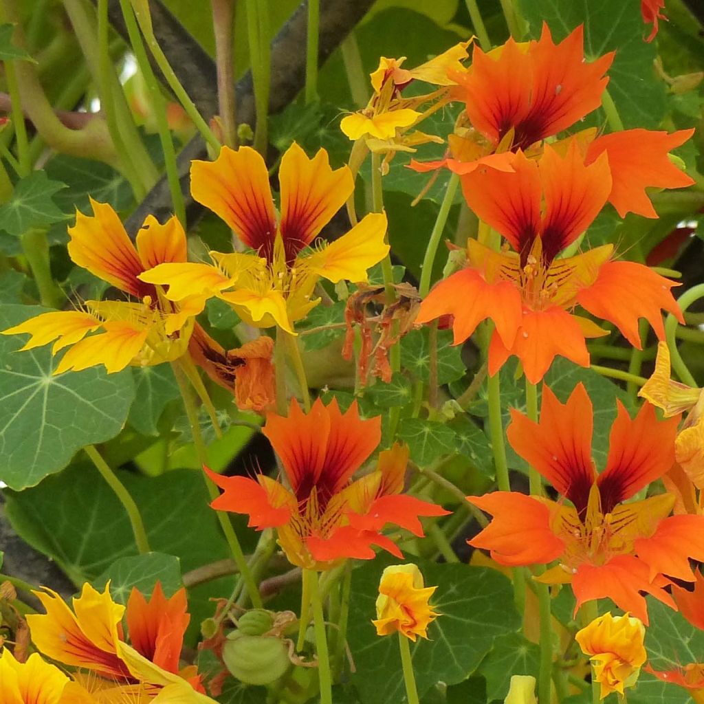Oost-Indische kers Phoenix Arizona Mix (zaad) - Tropaeolum minus