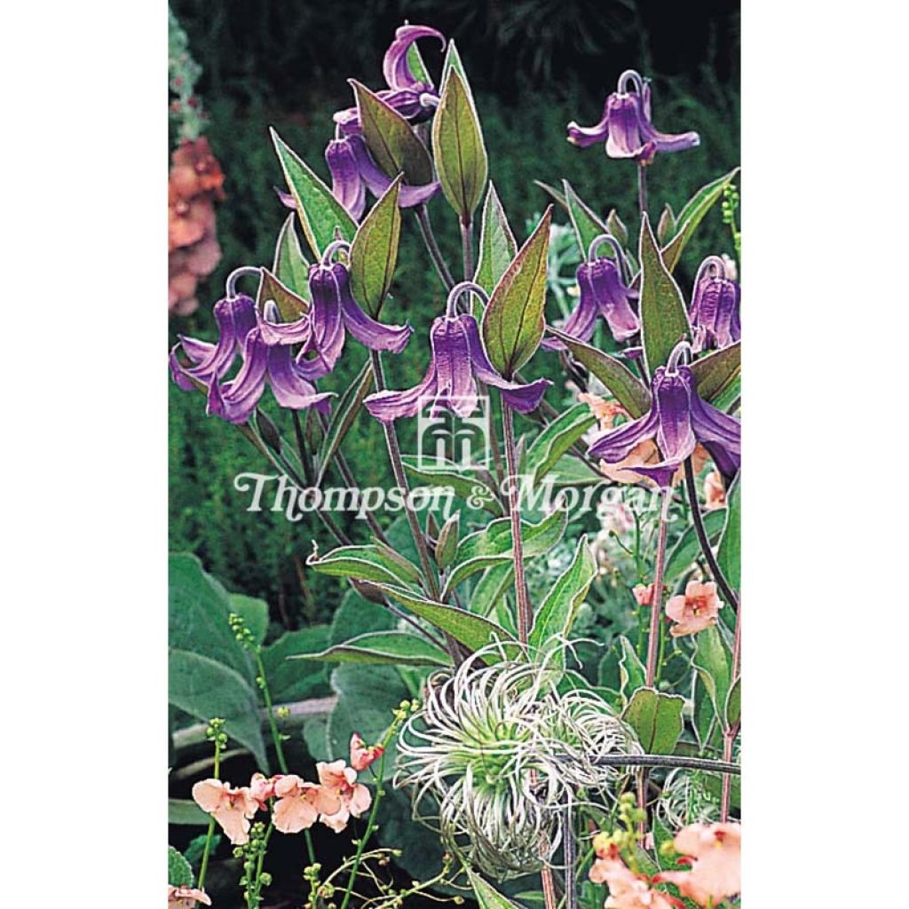 Clematis integrifolia (zaad)