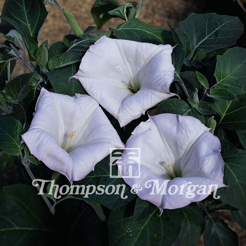 Datura meteloides Evening Fragrance (zaad) - Doornappel
