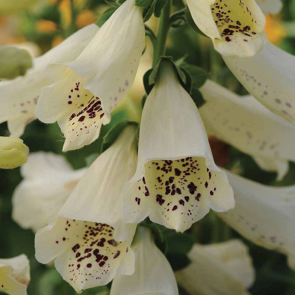 Digitalis purpurea Dalmatian Cream F1 (zaad) - Vingerhoedskruid
