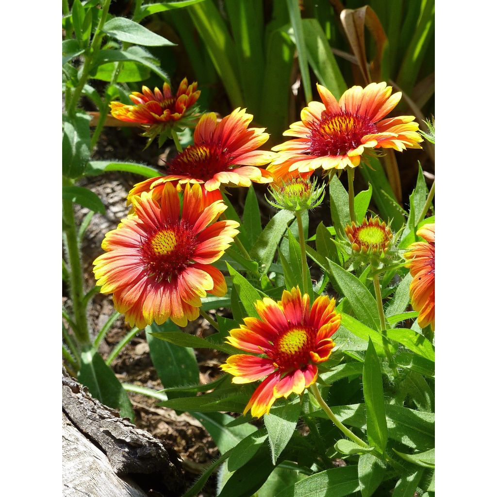 Gaillardia Arizona Sun (zaad) - Kokardebloem