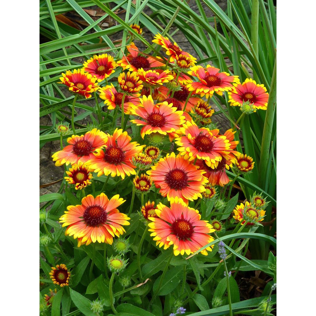Gaillardia Arizona Sun (zaad) - Kokardebloem