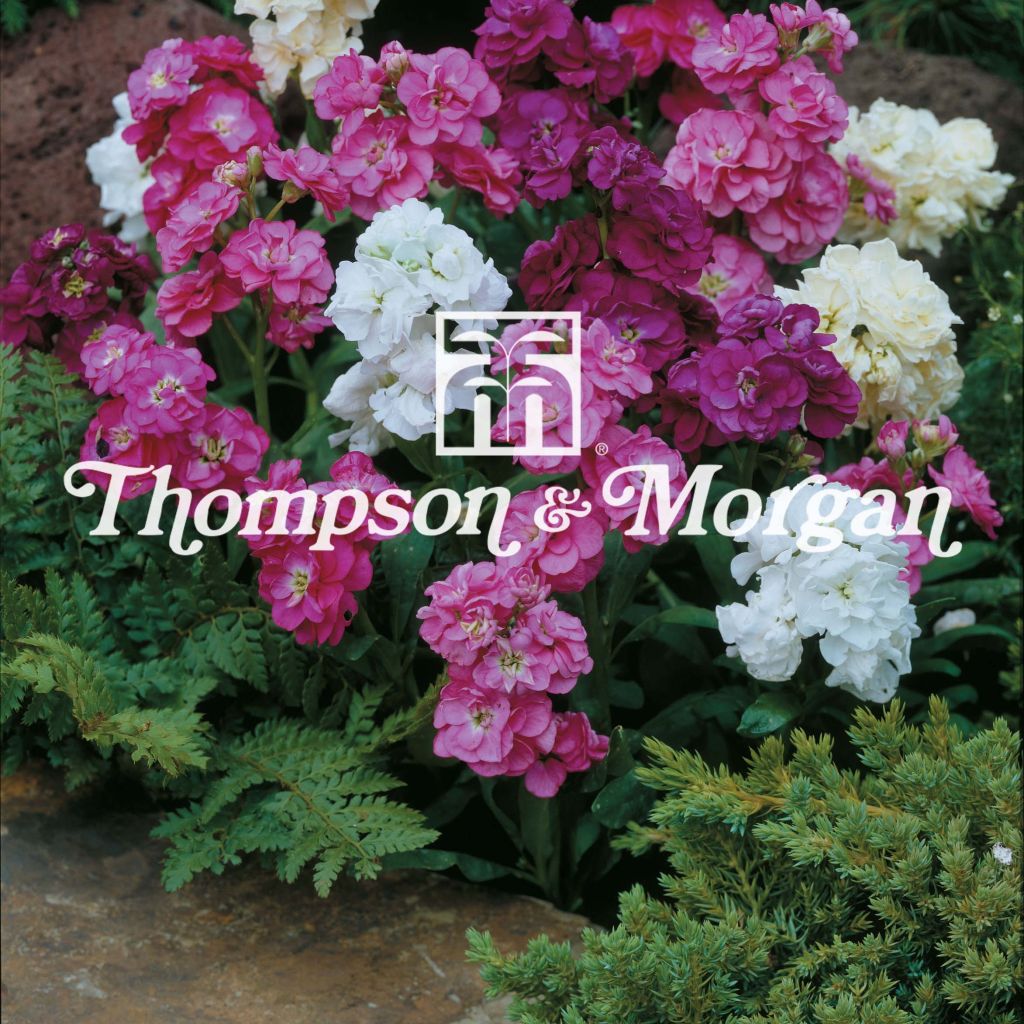 Matthiola incana Hot Cakes Mixed (zaad) - Zomerviolier