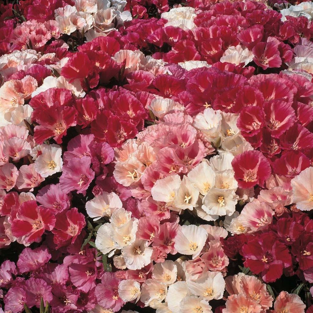 Godetia amoena Fruit Punch Mixed (zaad) - Zomerazalea