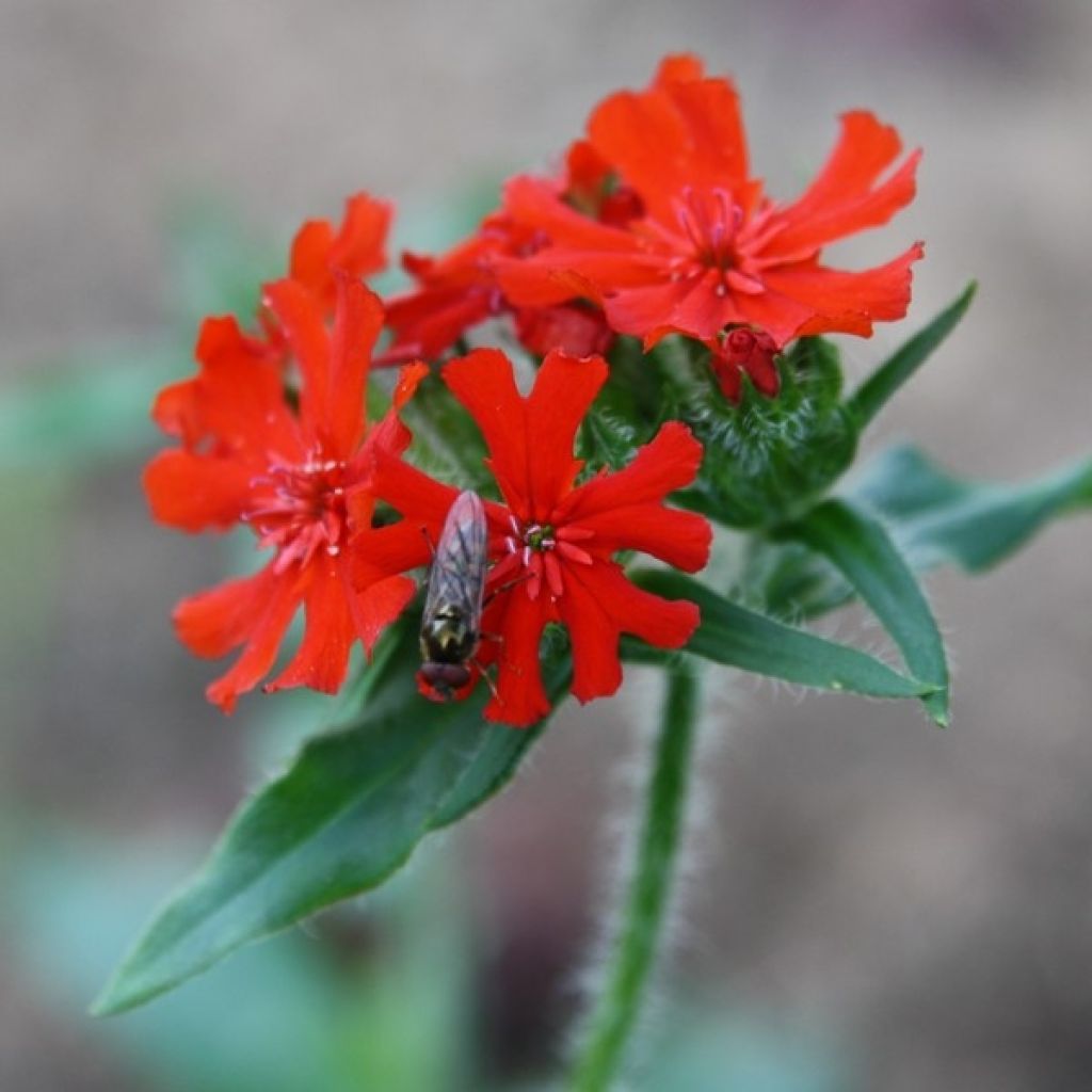 Lychnis chalcedonica (zaad) - Brandende liefde