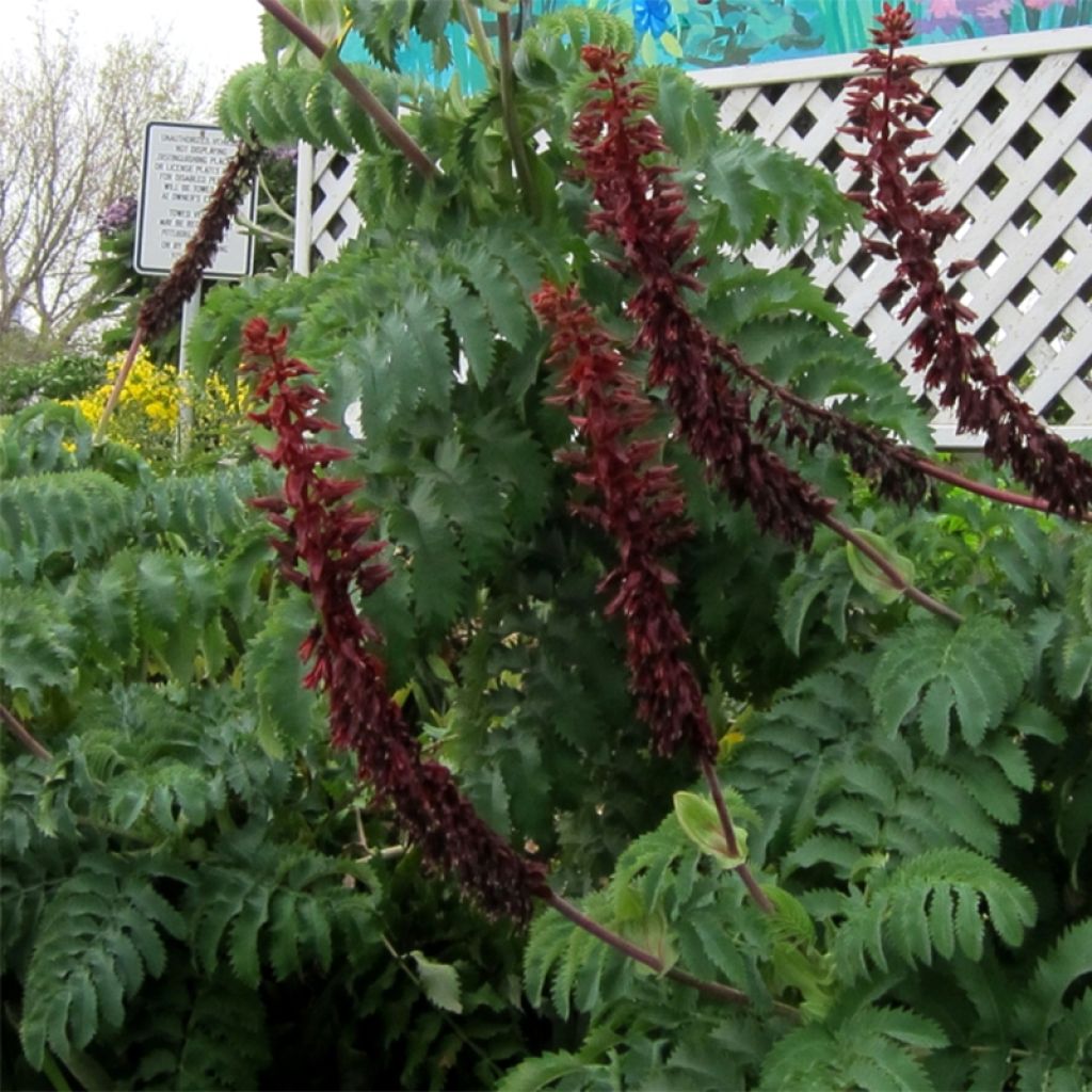 Melianthus major (zaad) - Grote honingbloem