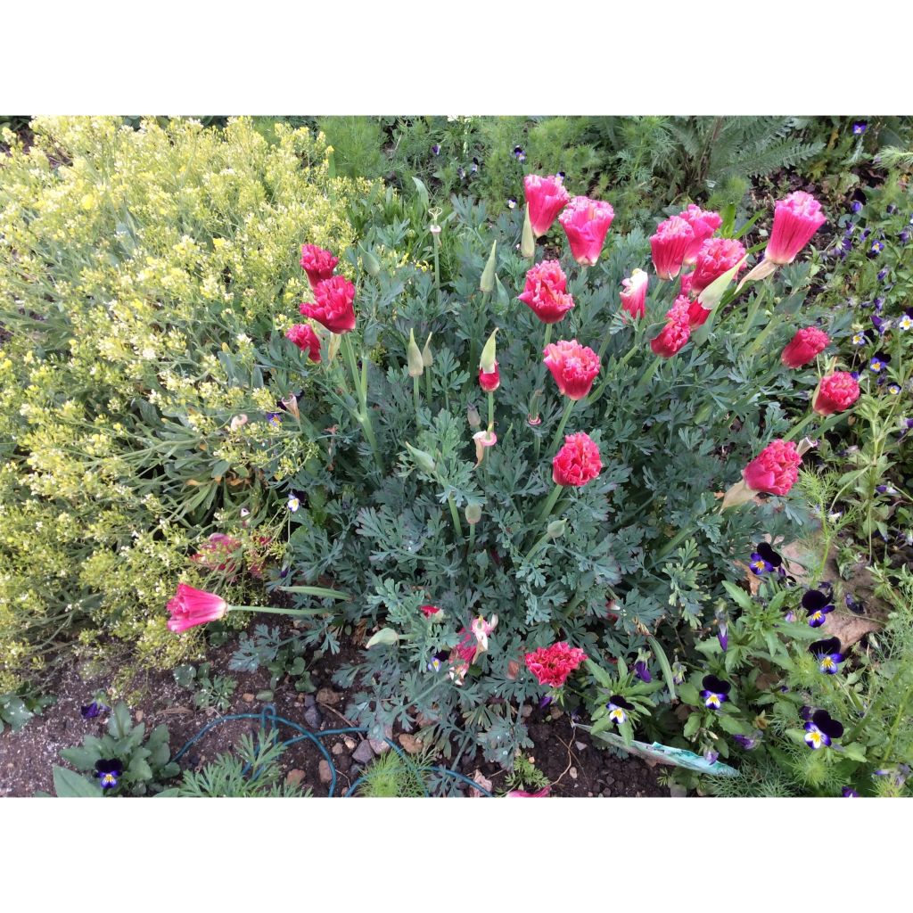Eschscholzia californica Color Champagne and Roses (zaad) – Slaapmutsje