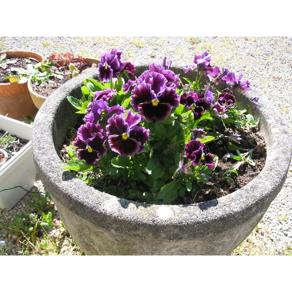 Viola wittrockiana Chalon Supreme Wildberry Mixed (zaad) - Grootbloemige viool