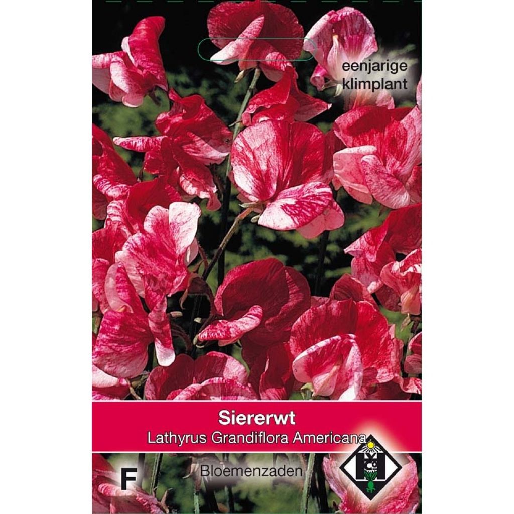 Lathyrus odoratus Grandiflora Americana (zaad) - Siererwt