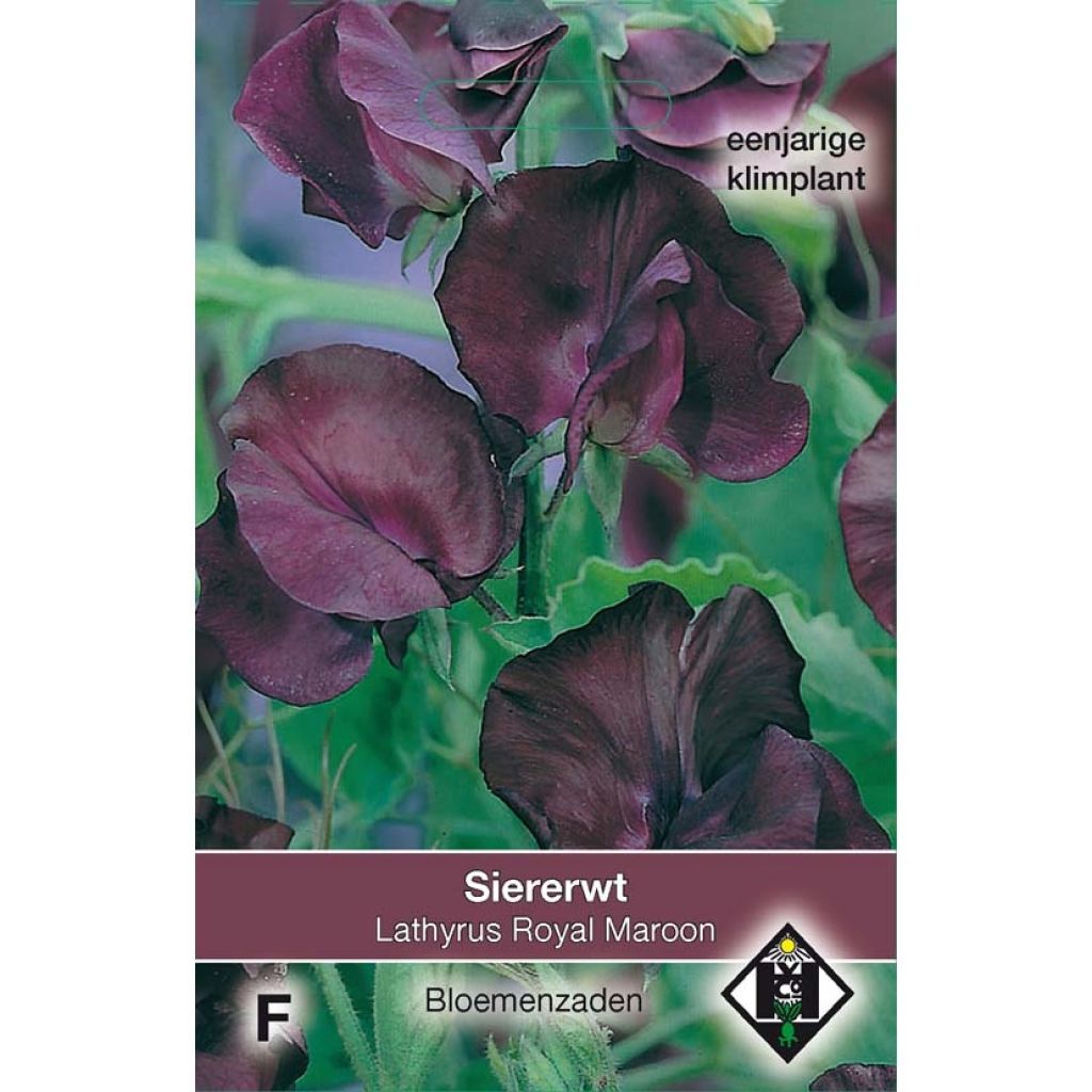 Lathyrus odoratus Royal Maroon (zaad) - Siererwt