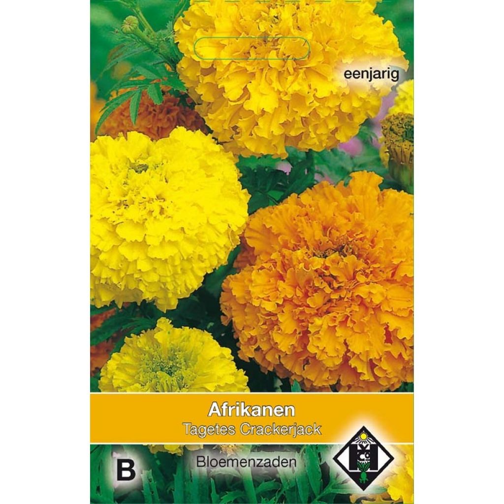 Groot afrikaantje Crackerjack (zaad) - Tagetes erecta