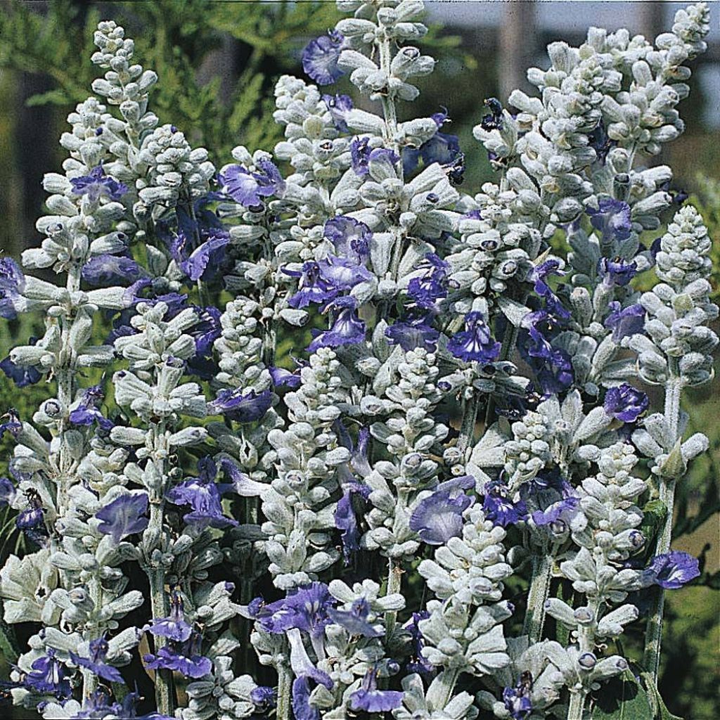 Salvia farinacea Strata - Meelsalie