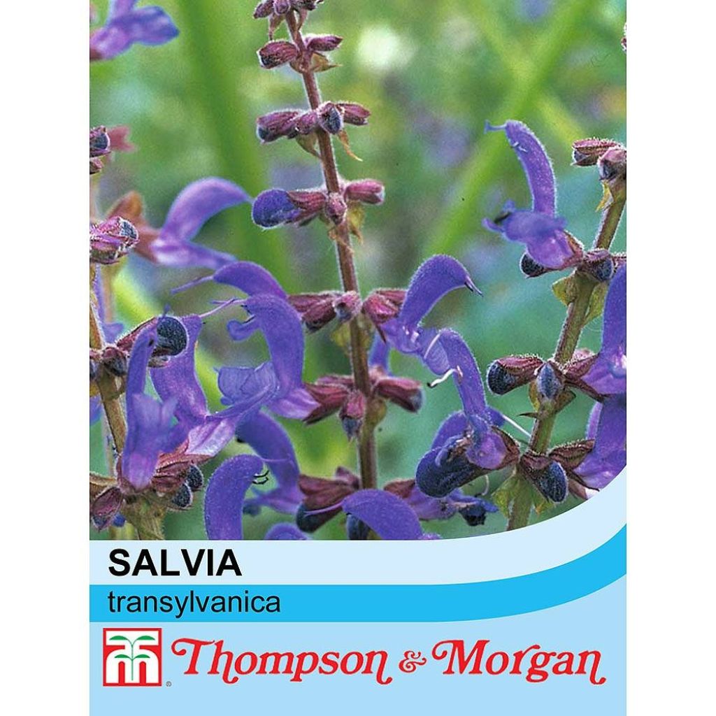 Salvia transylvanica - Siersalie (zaad)