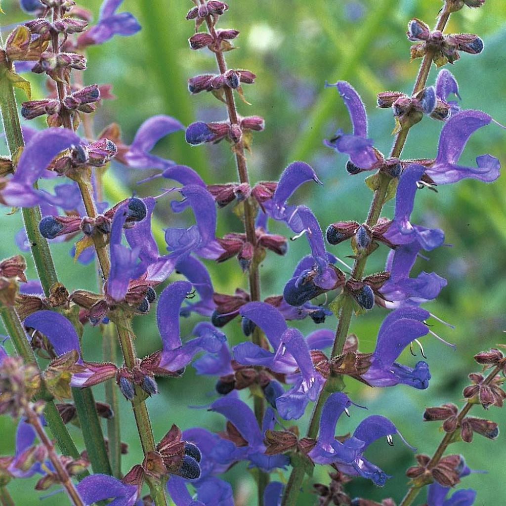 Salvia transylvanica - Siersalie (zaad)